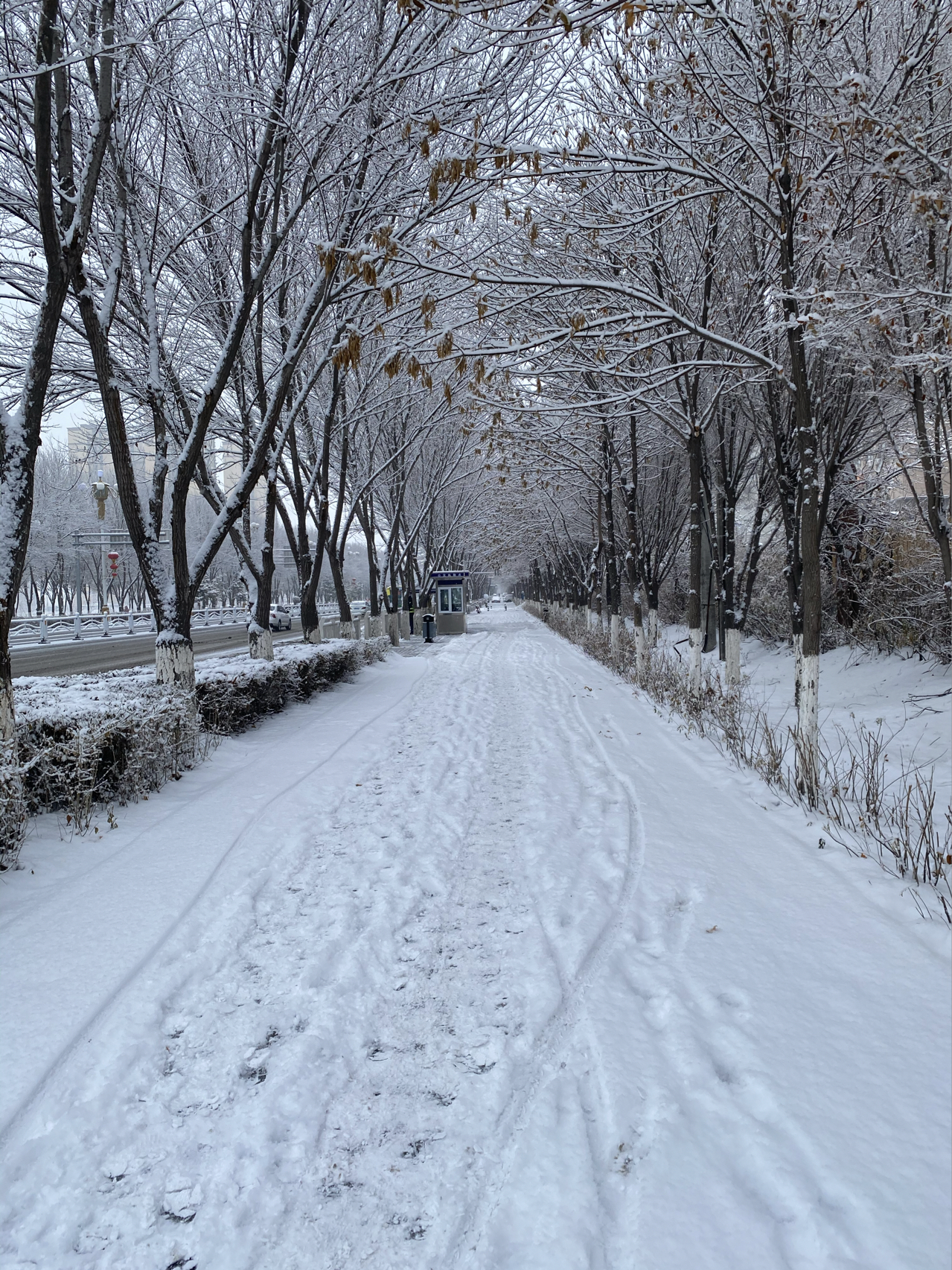 雪天最新景象，独特体验与感受