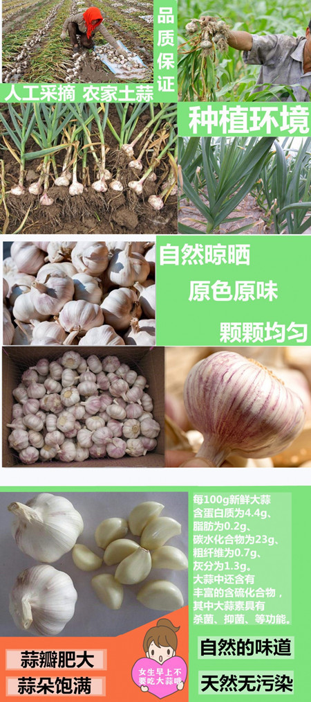 今日云南鲜蒜市场行情与最新价格分析