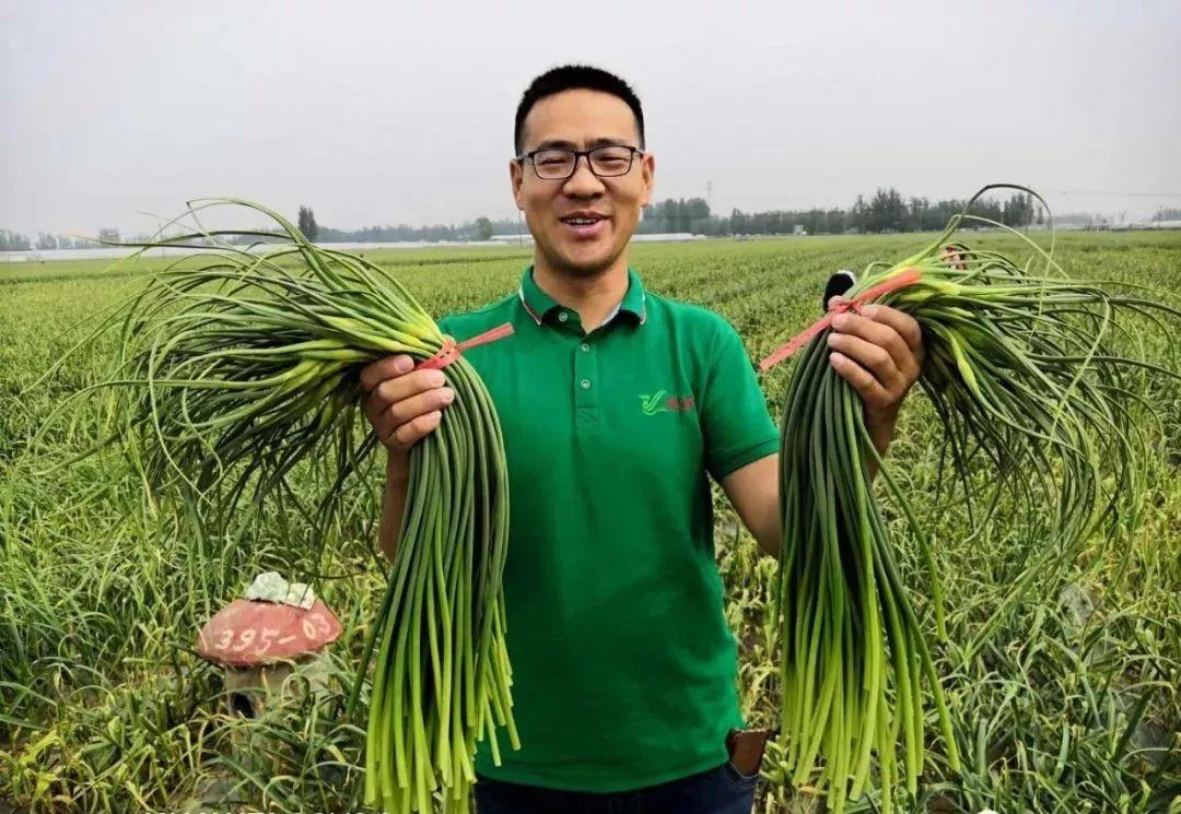 苍山蒜苔今日价格走势与市场动态分析