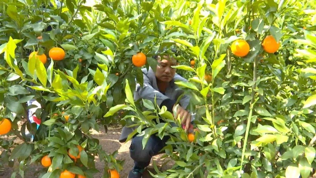 茂谷柑最新种植技术揭秘