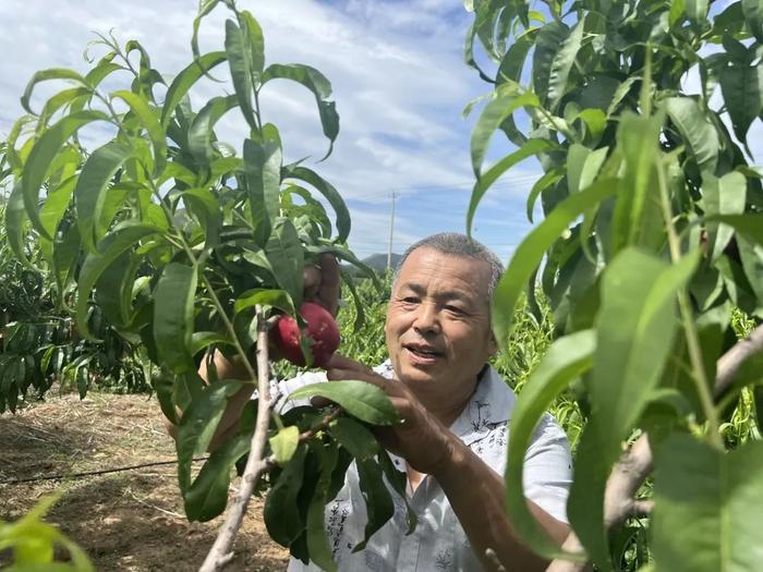 农科院桃树新品种引领果树育种革新