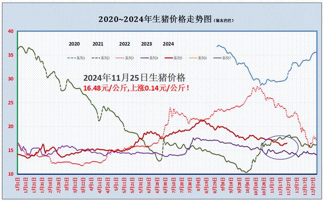 今日猪肉价格走势，市场动态与影响因素深度解析